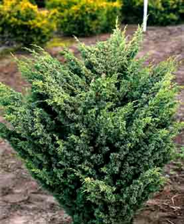 Мoжжевельник китайский  Блаув Juniperus  chinensis        'Blaauw'